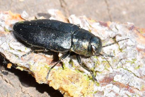 Phaenops cyanea